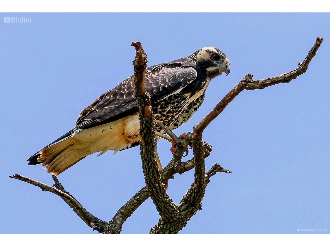 Geranoaetus albicaudatus