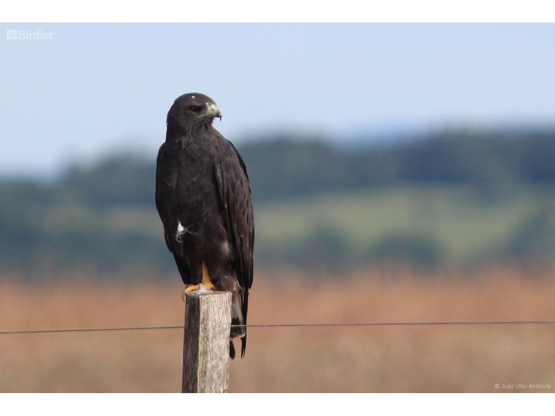 Geranoaetus albicaudatus