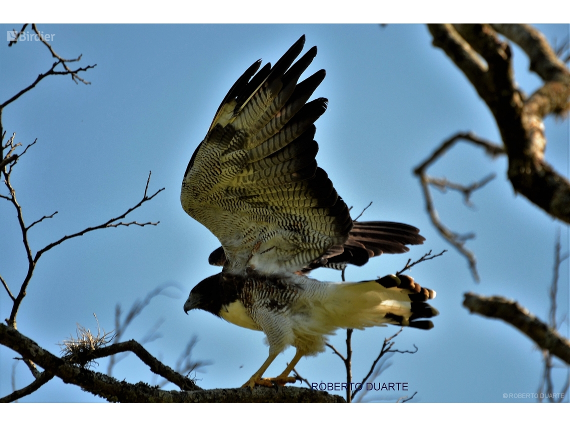 Geranoaetus albicaudatus