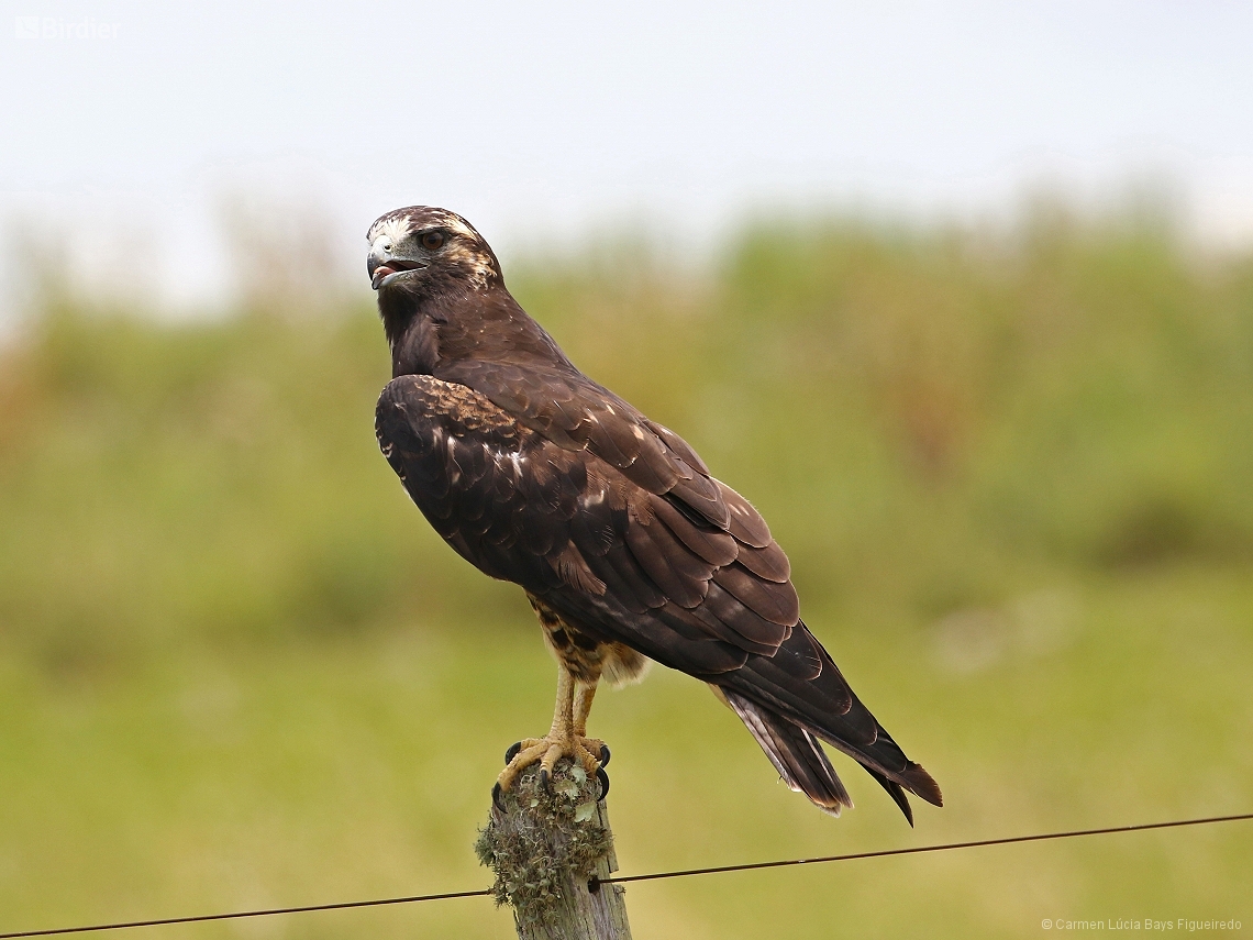 Geranoaetus albicaudatus
