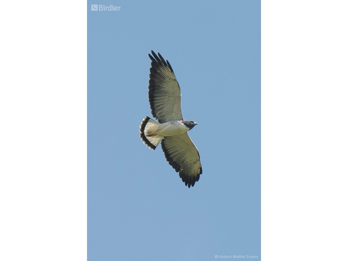 Geranoaetus albicaudatus