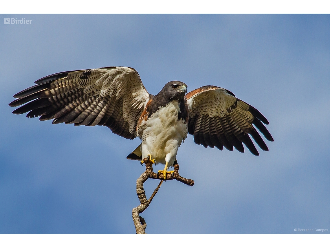 Geranoaetus albicaudatus