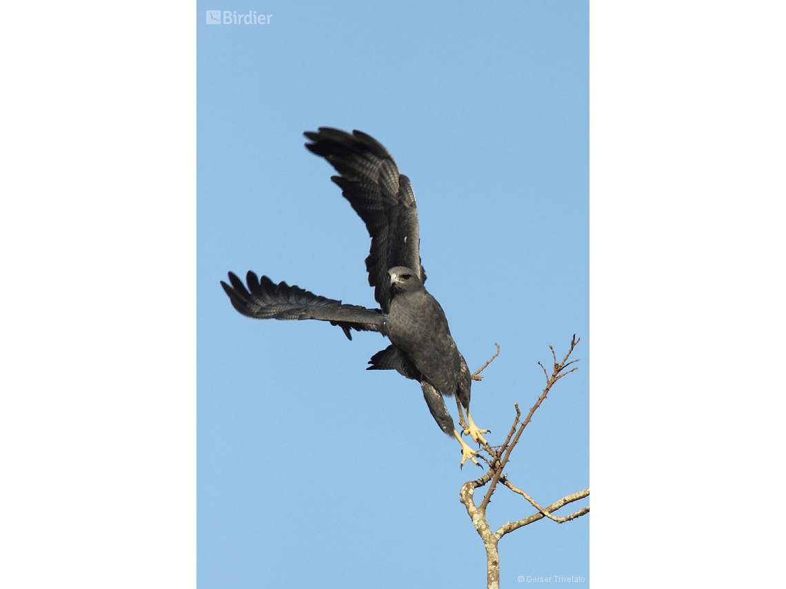 Geranoaetus albicaudatus