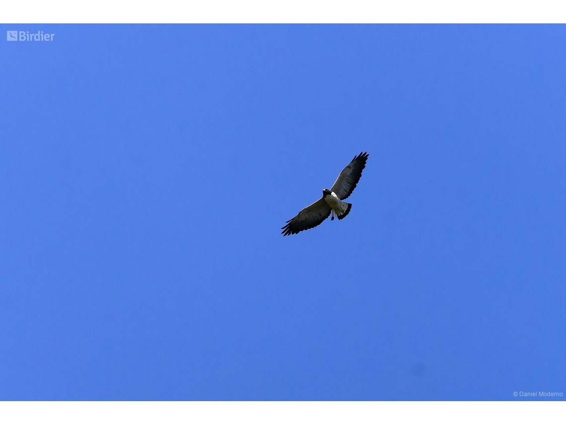 Geranoaetus albicaudatus
