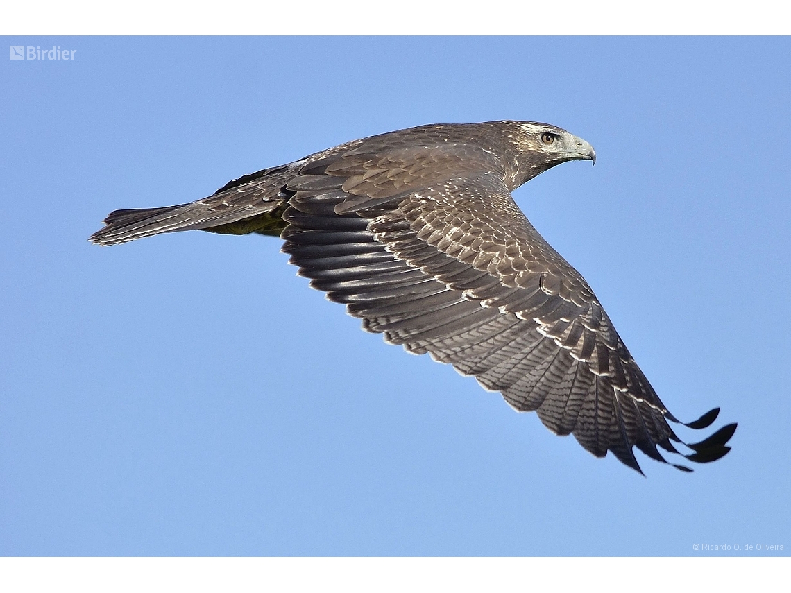 Geranoaetus melanoleucus