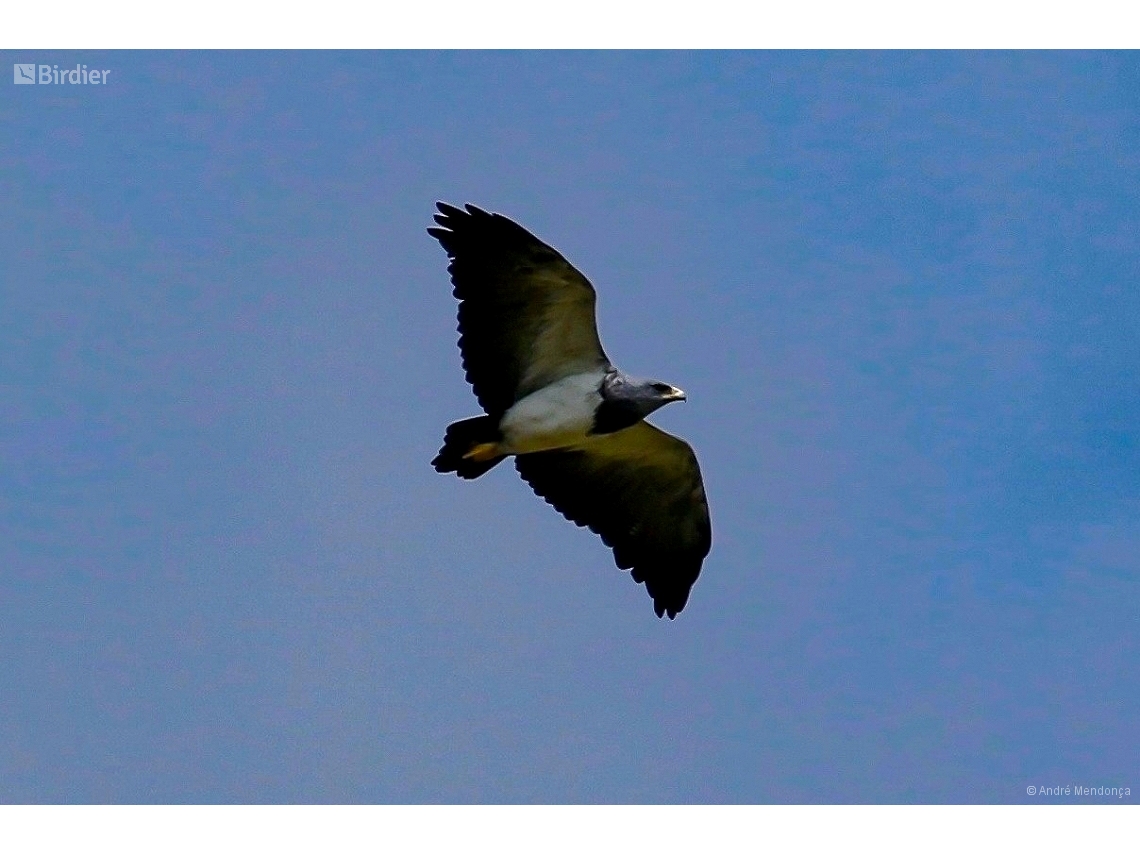 Geranoaetus melanoleucus