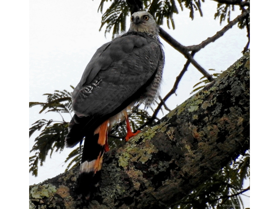 Geranospiza caerulescens