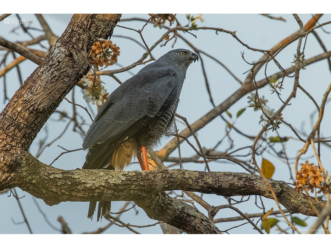 Geranospiza caerulescens