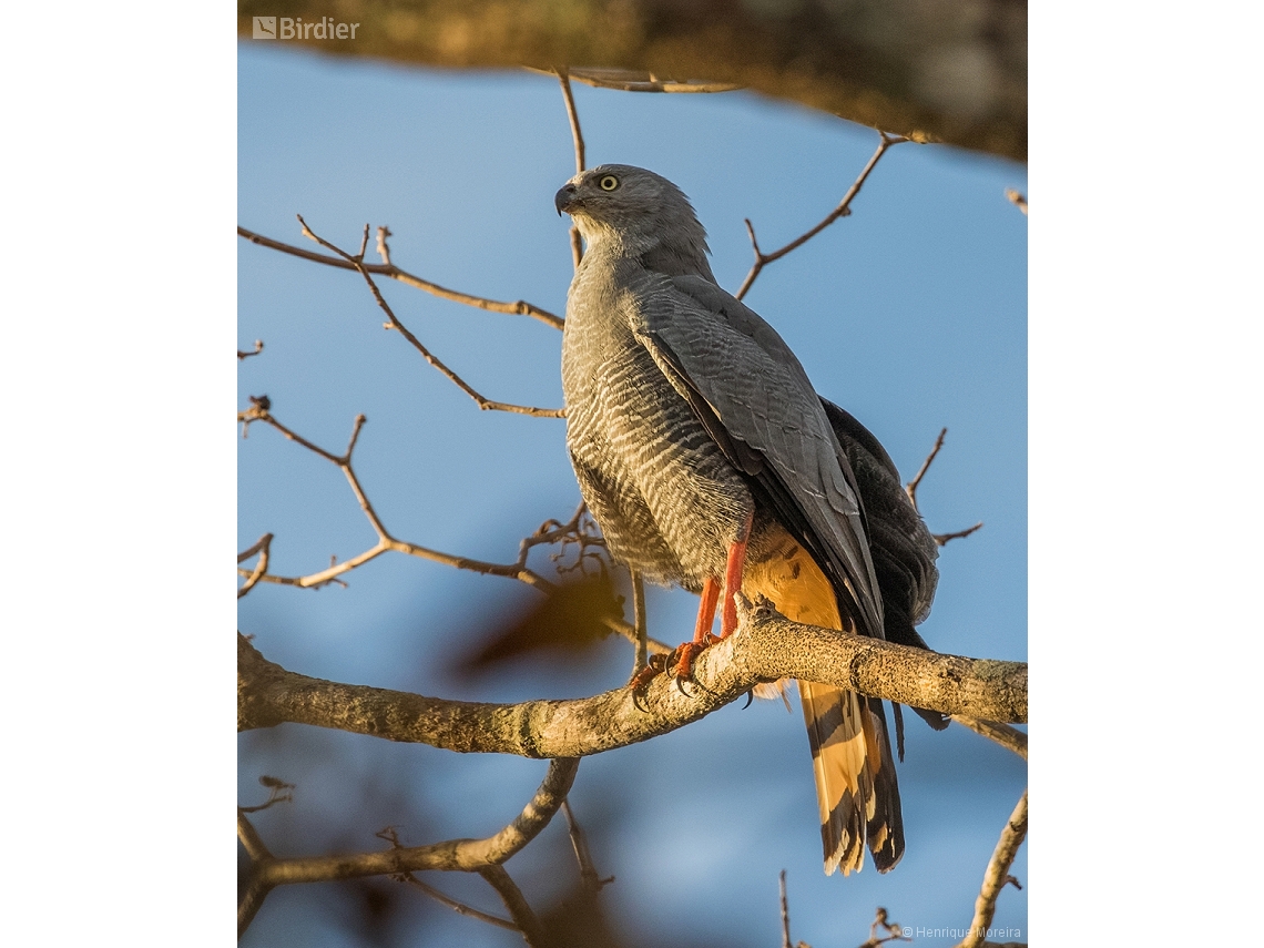 Geranospiza caerulescens