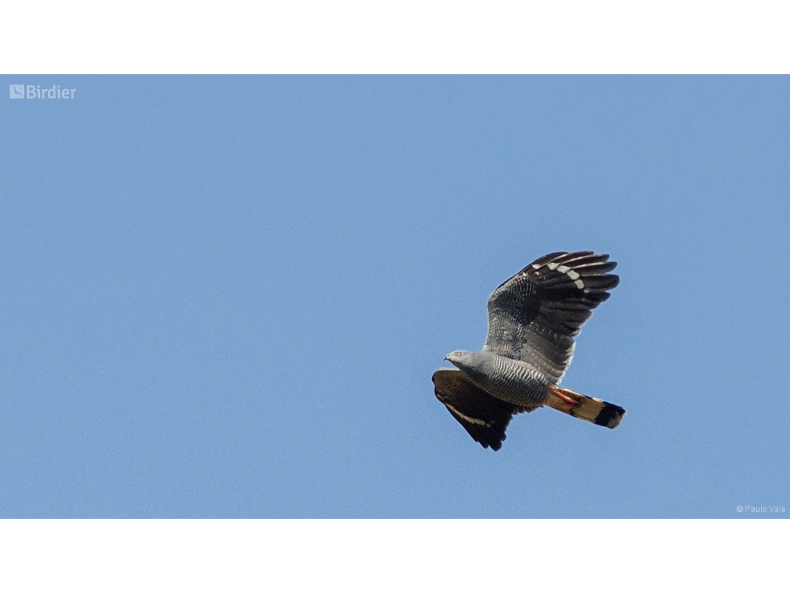 Geranospiza caerulescens