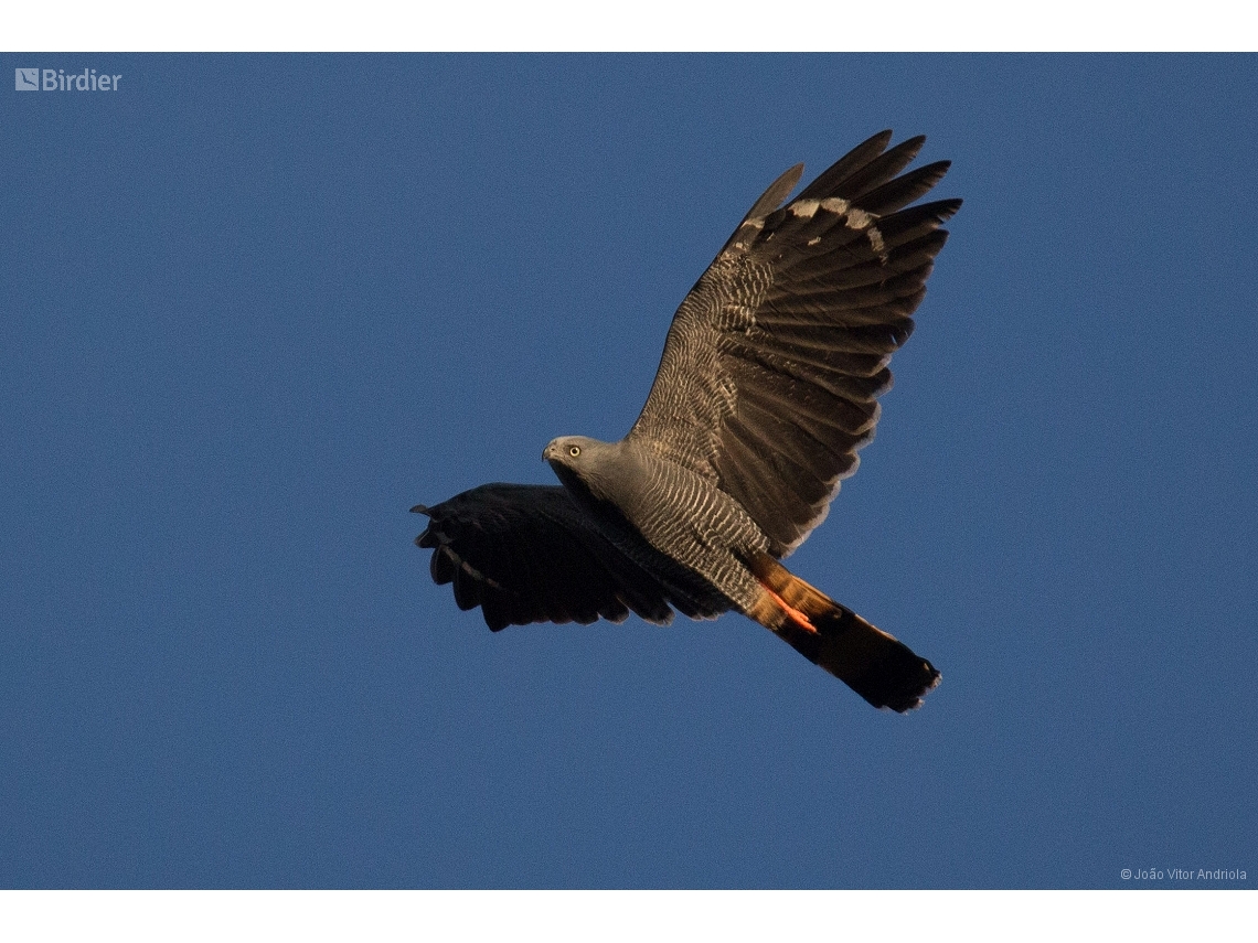Geranospiza caerulescens