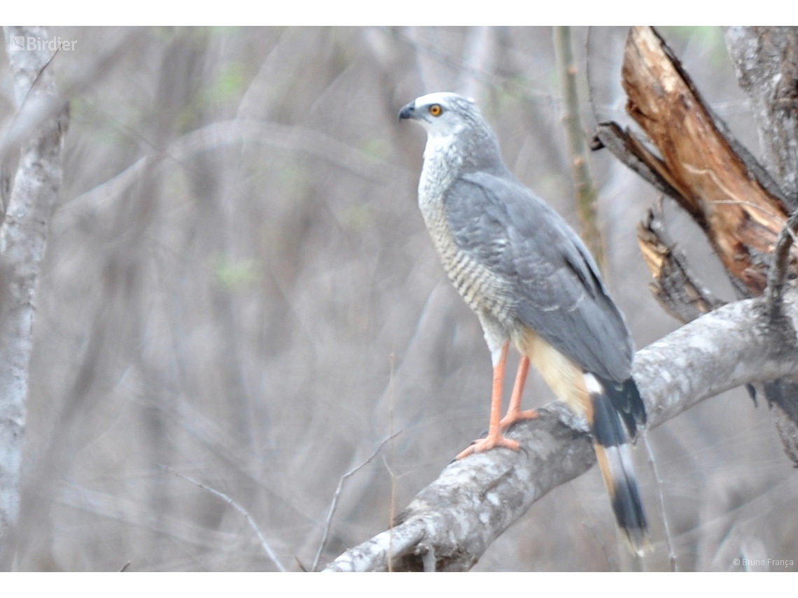 Geranospiza caerulescens