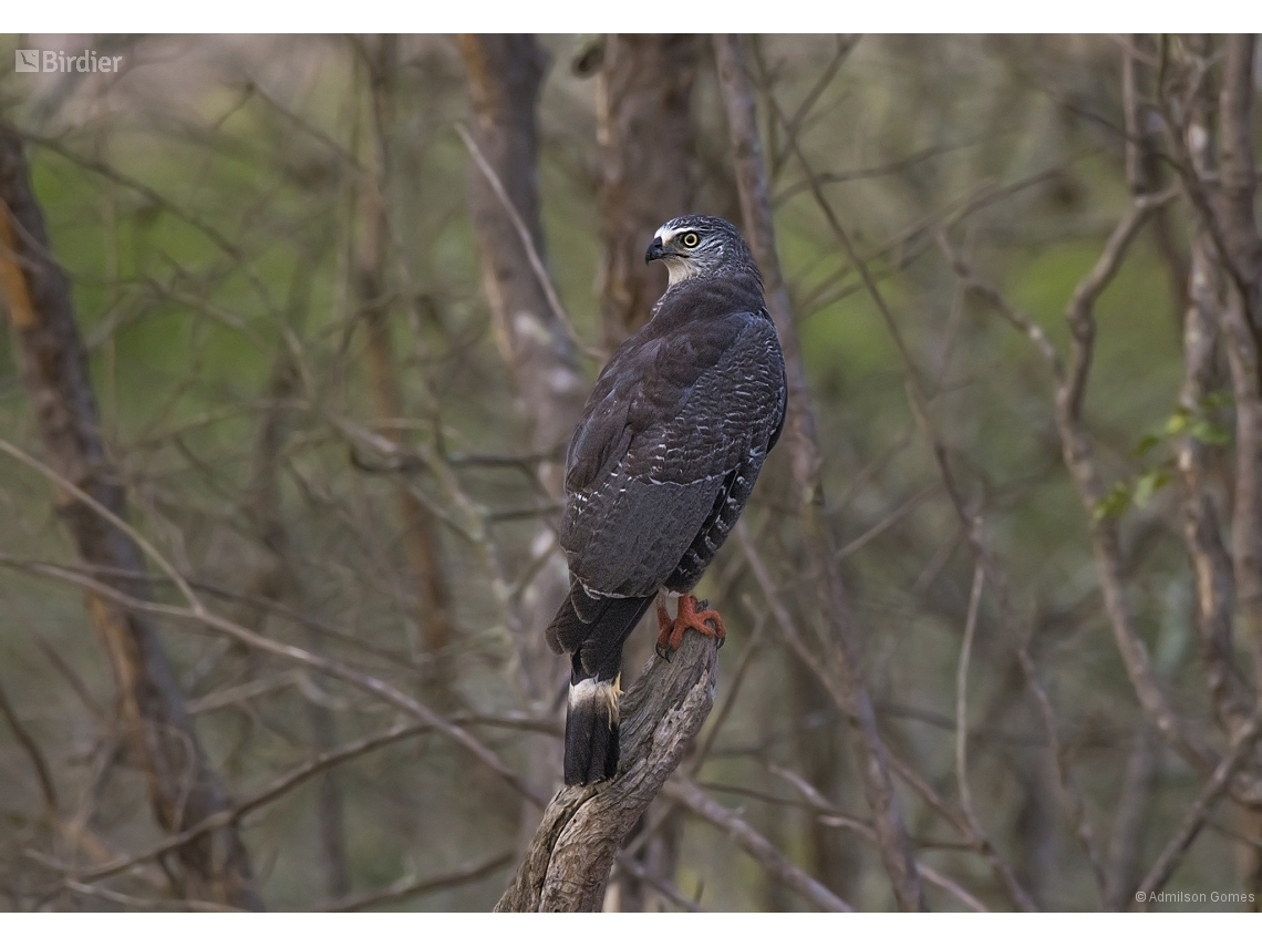Geranospiza caerulescens