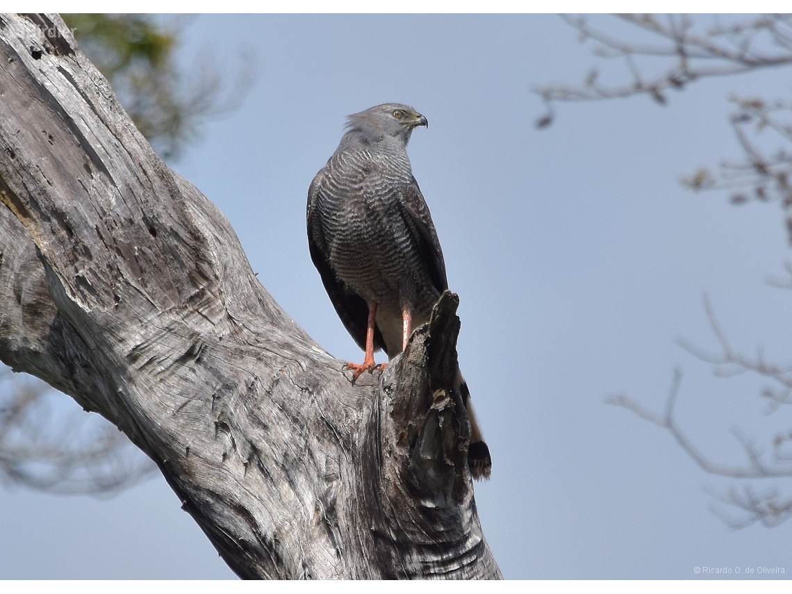 Geranospiza caerulescens