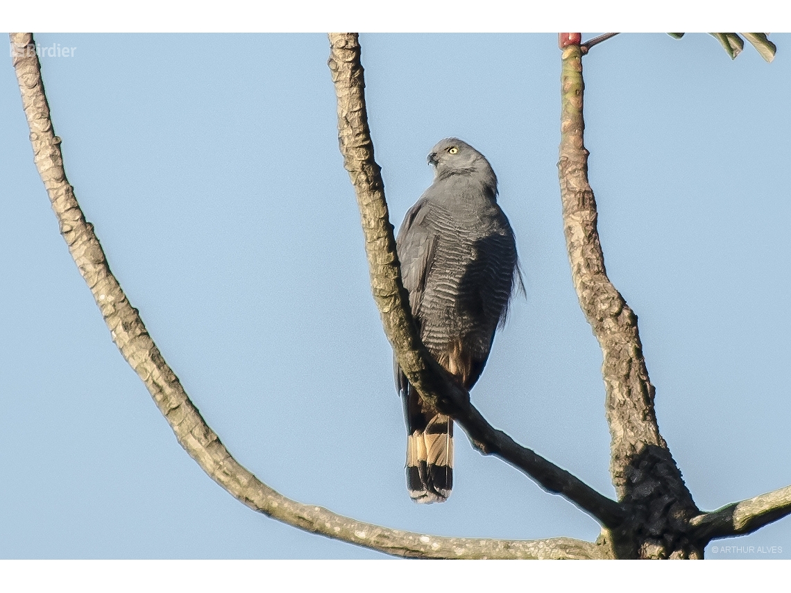 Geranospiza caerulescens