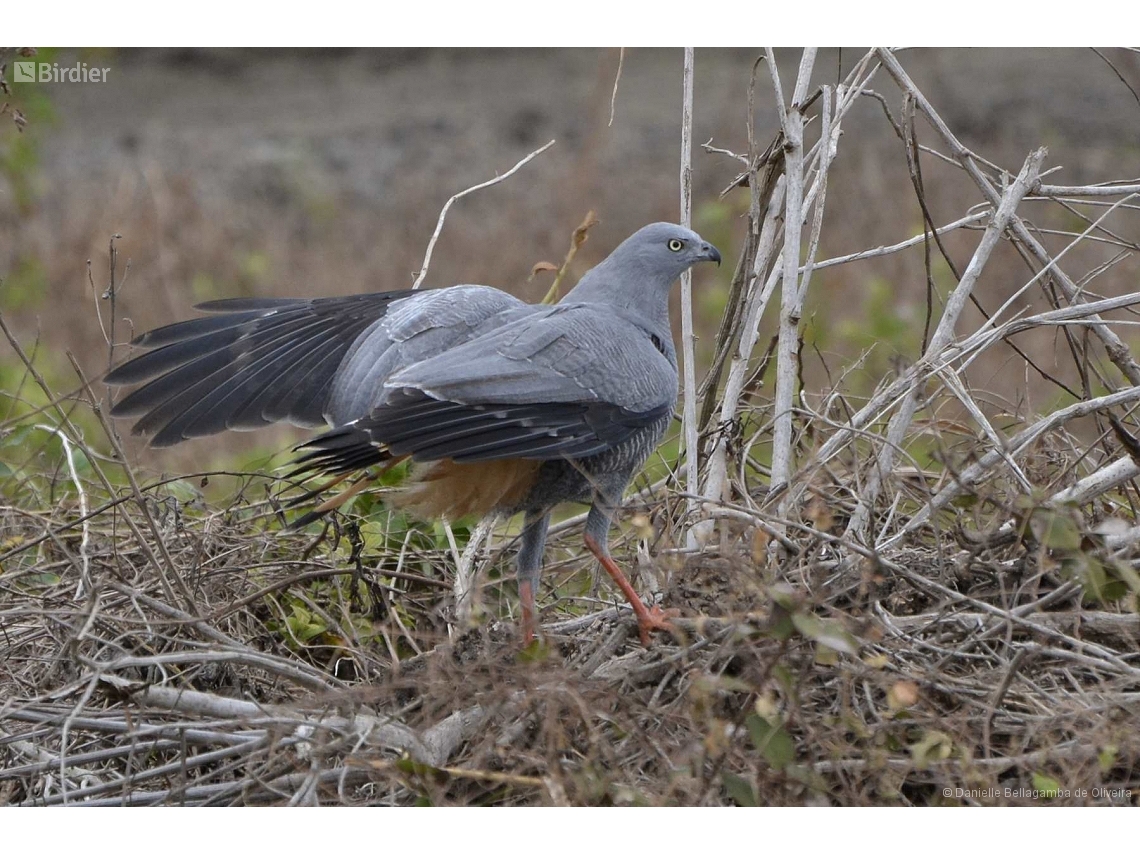 Geranospiza caerulescens
