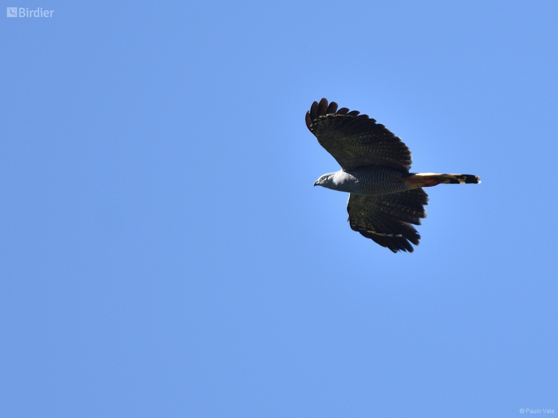 Geranospiza caerulescens