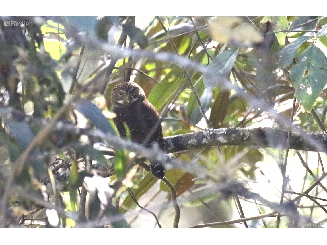 Glaucidium bolivianum