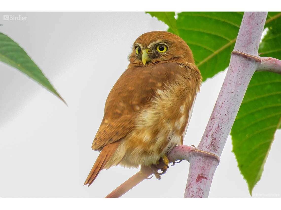 Glaucidium brasilianum
