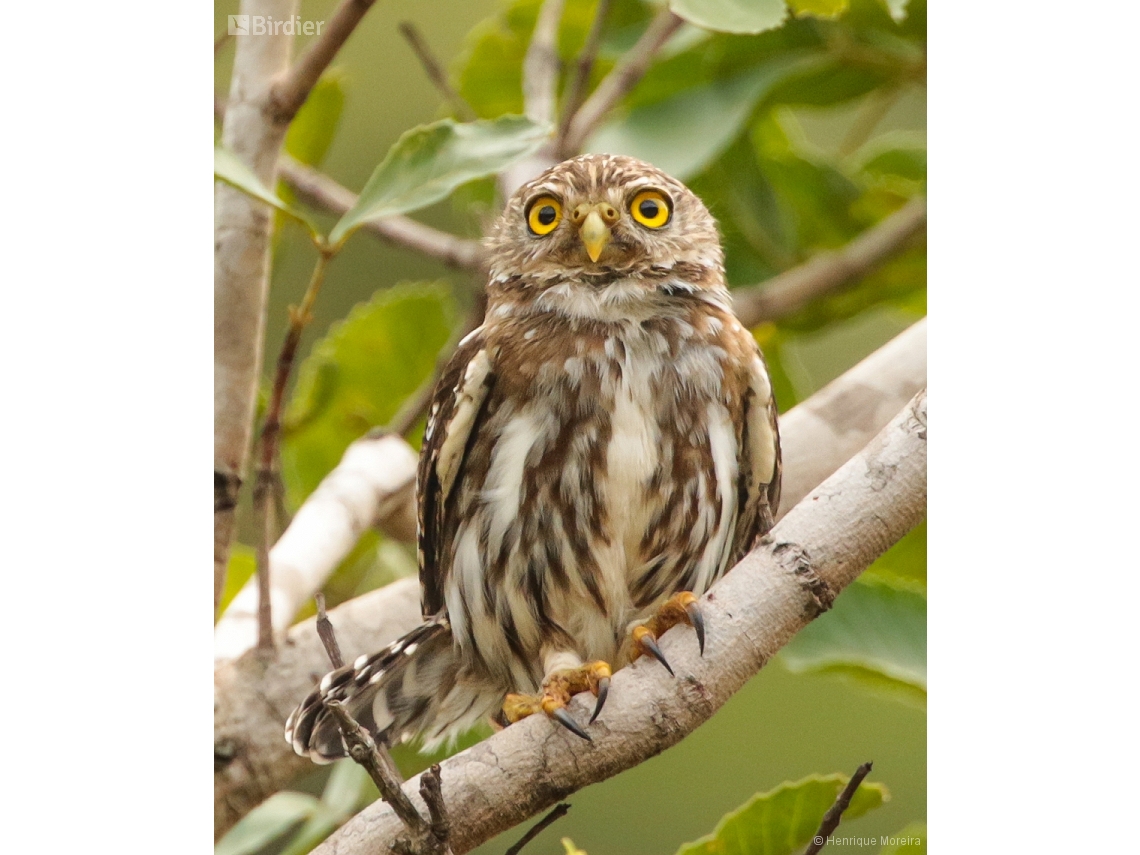 Glaucidium brasilianum
