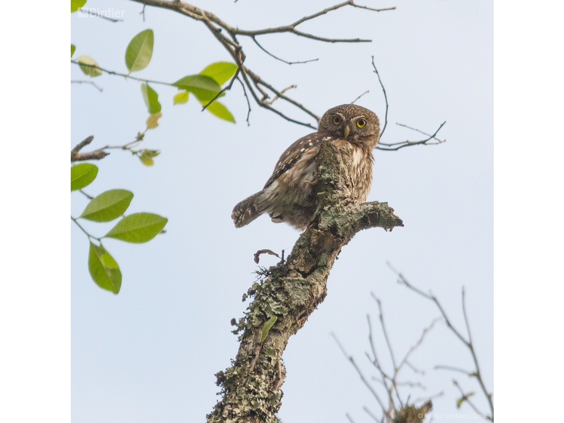 Glaucidium brasilianum
