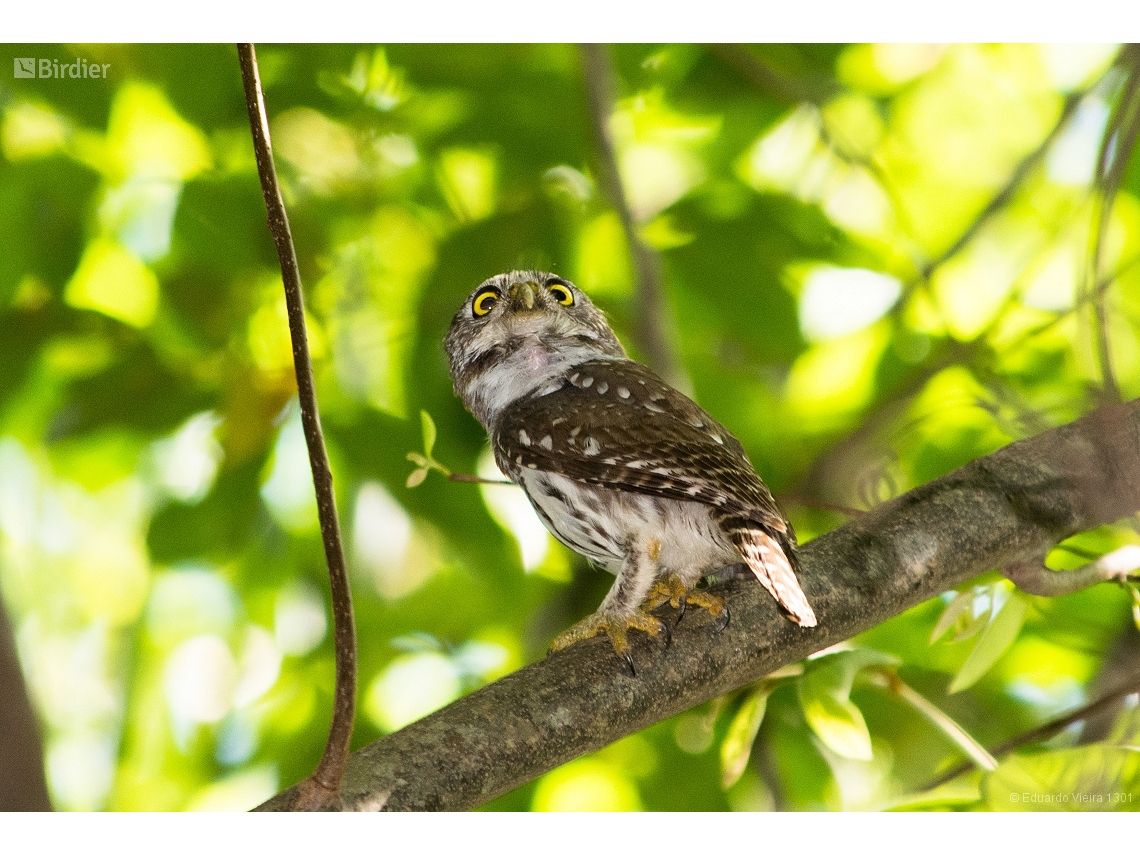 Glaucidium brasilianum