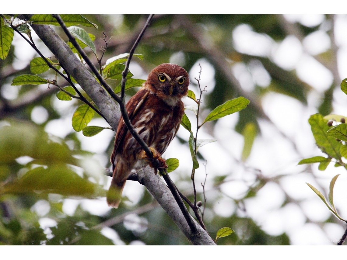 Glaucidium brasilianum
