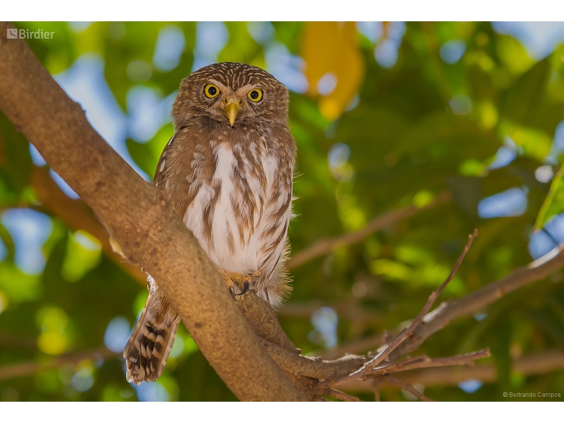 Glaucidium brasilianum