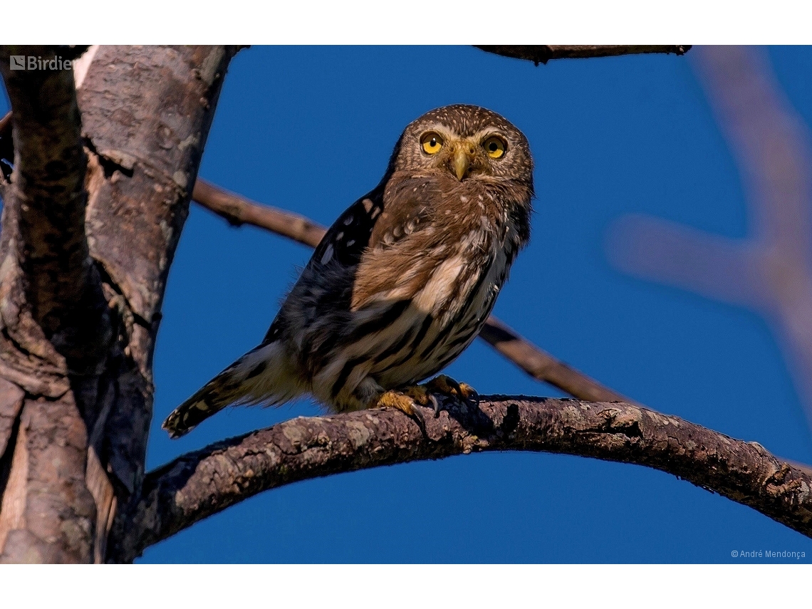 Glaucidium brasilianum