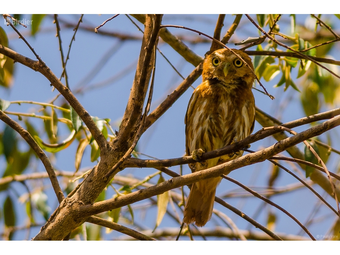 Glaucidium brasilianum