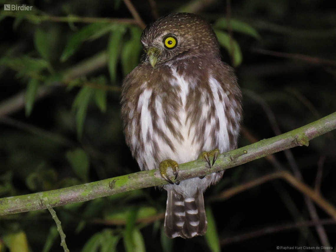 Glaucidium brasilianum