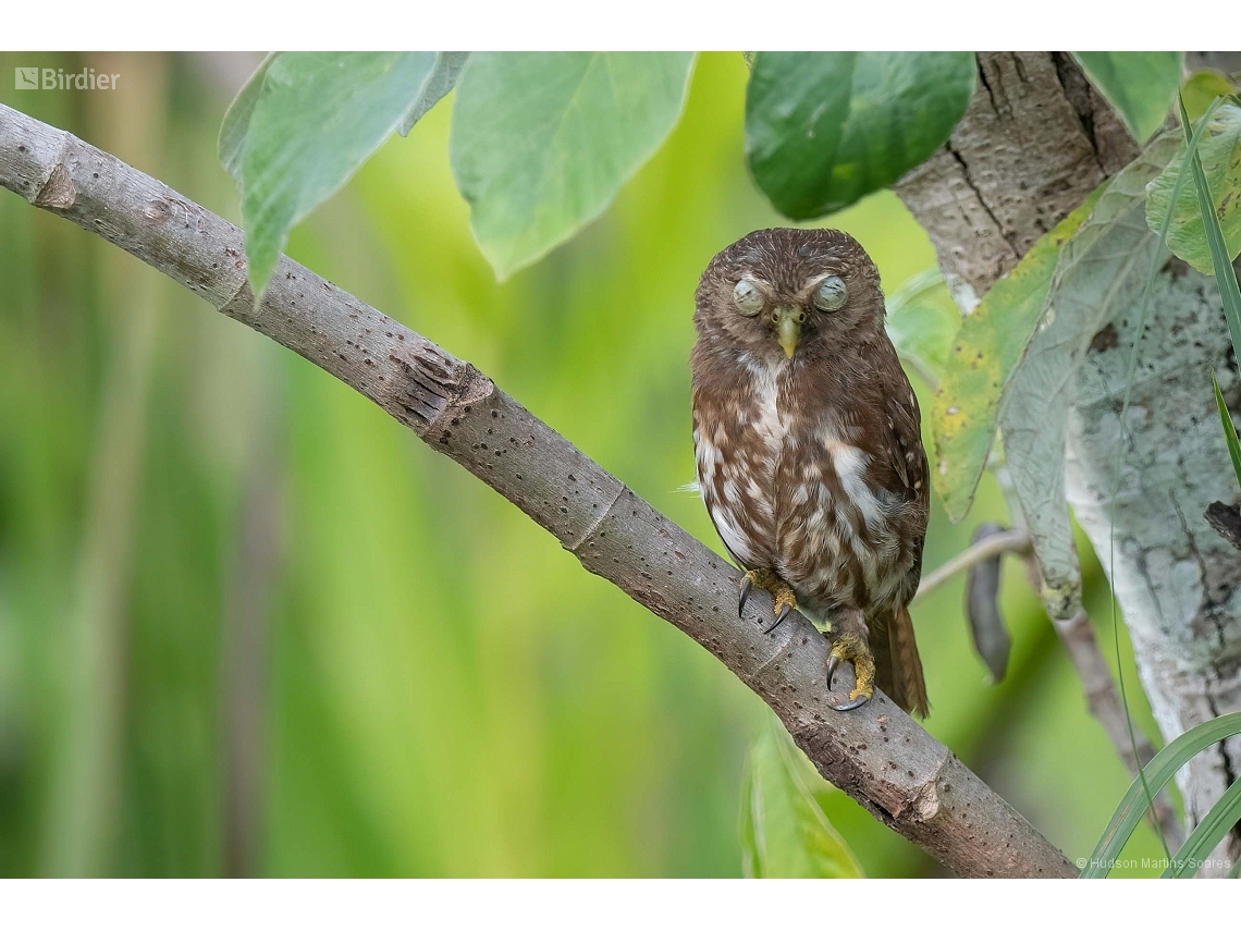 Glaucidium brasilianum