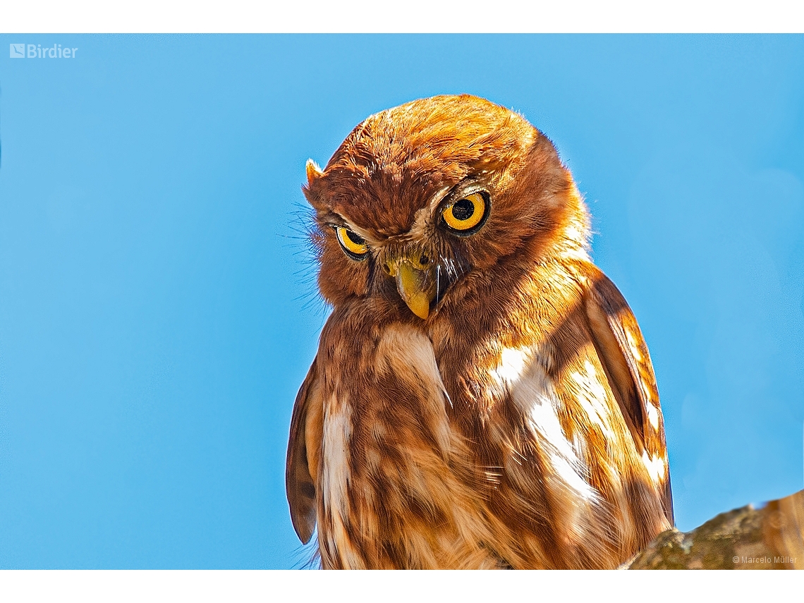 Glaucidium brasilianum