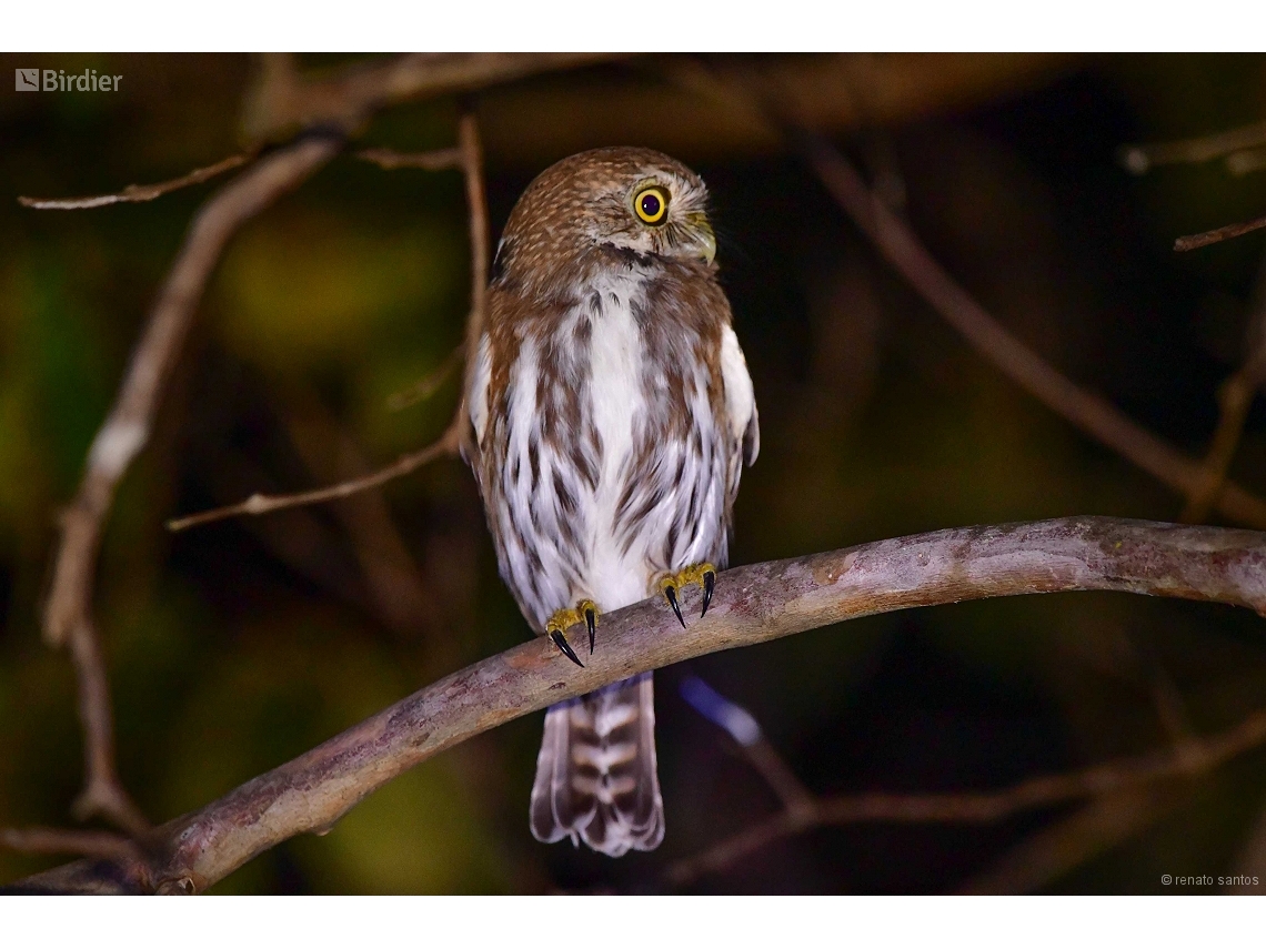 Glaucidium brasilianum