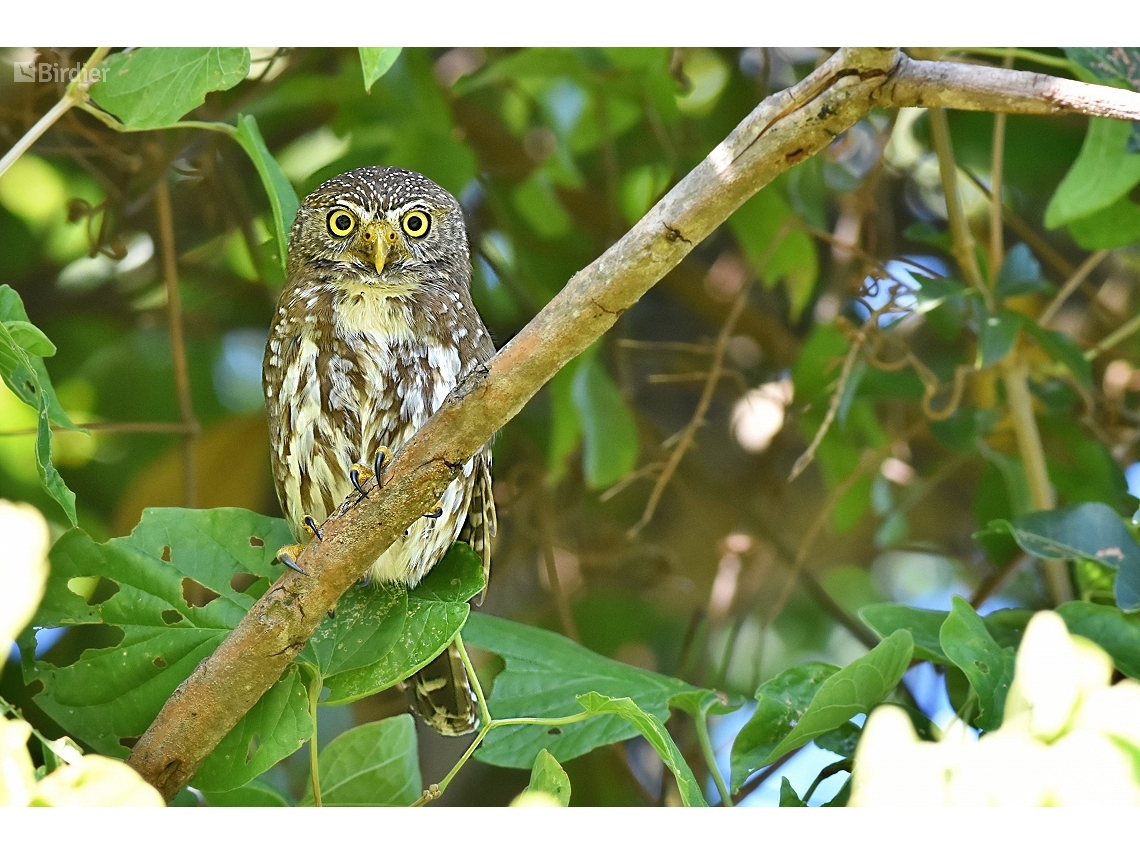 Glaucidium brasilianum