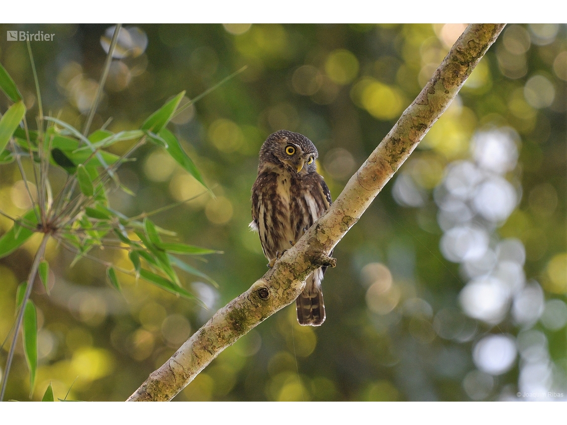 Glaucidium brasilianum