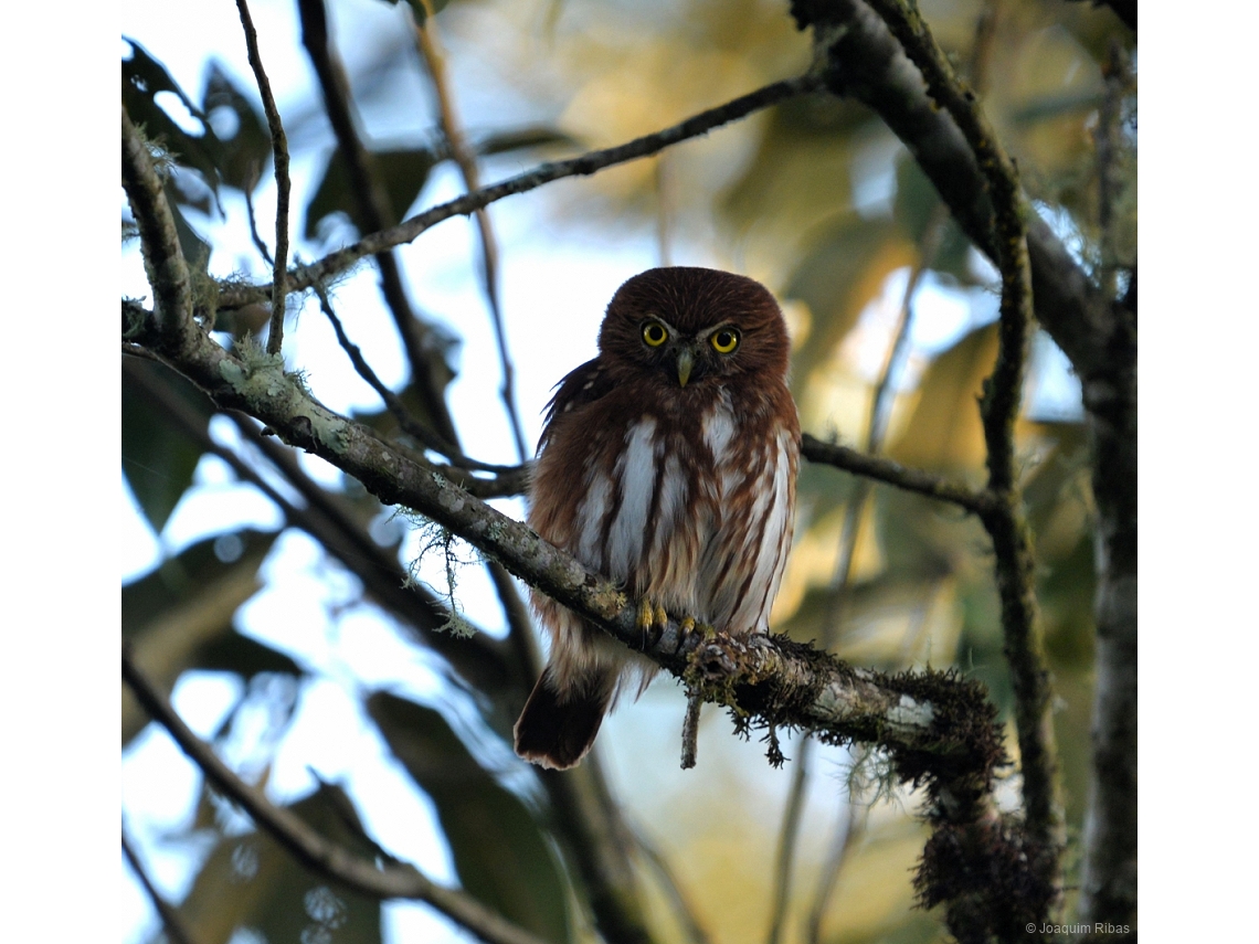 Glaucidium brasilianum