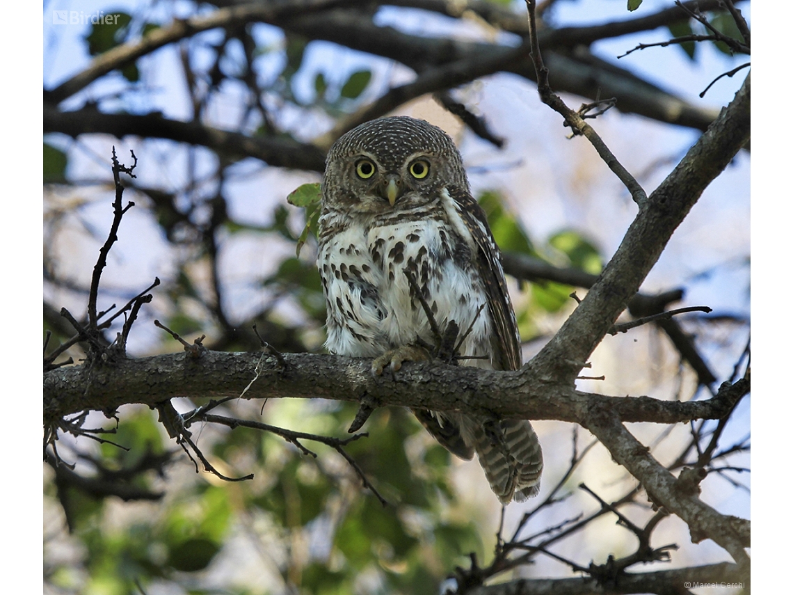 Glaucidium capense