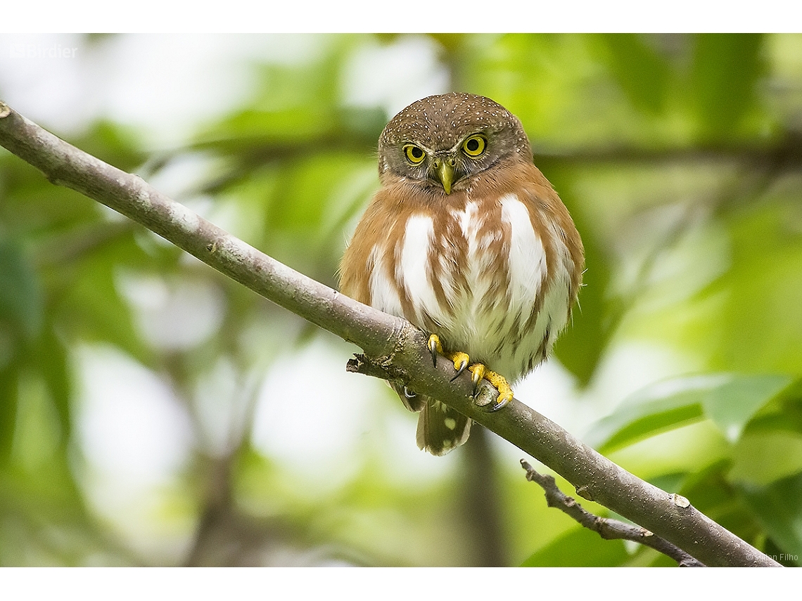 Glaucidium minutissimum