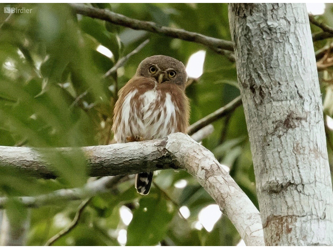 Glaucidium minutissimum