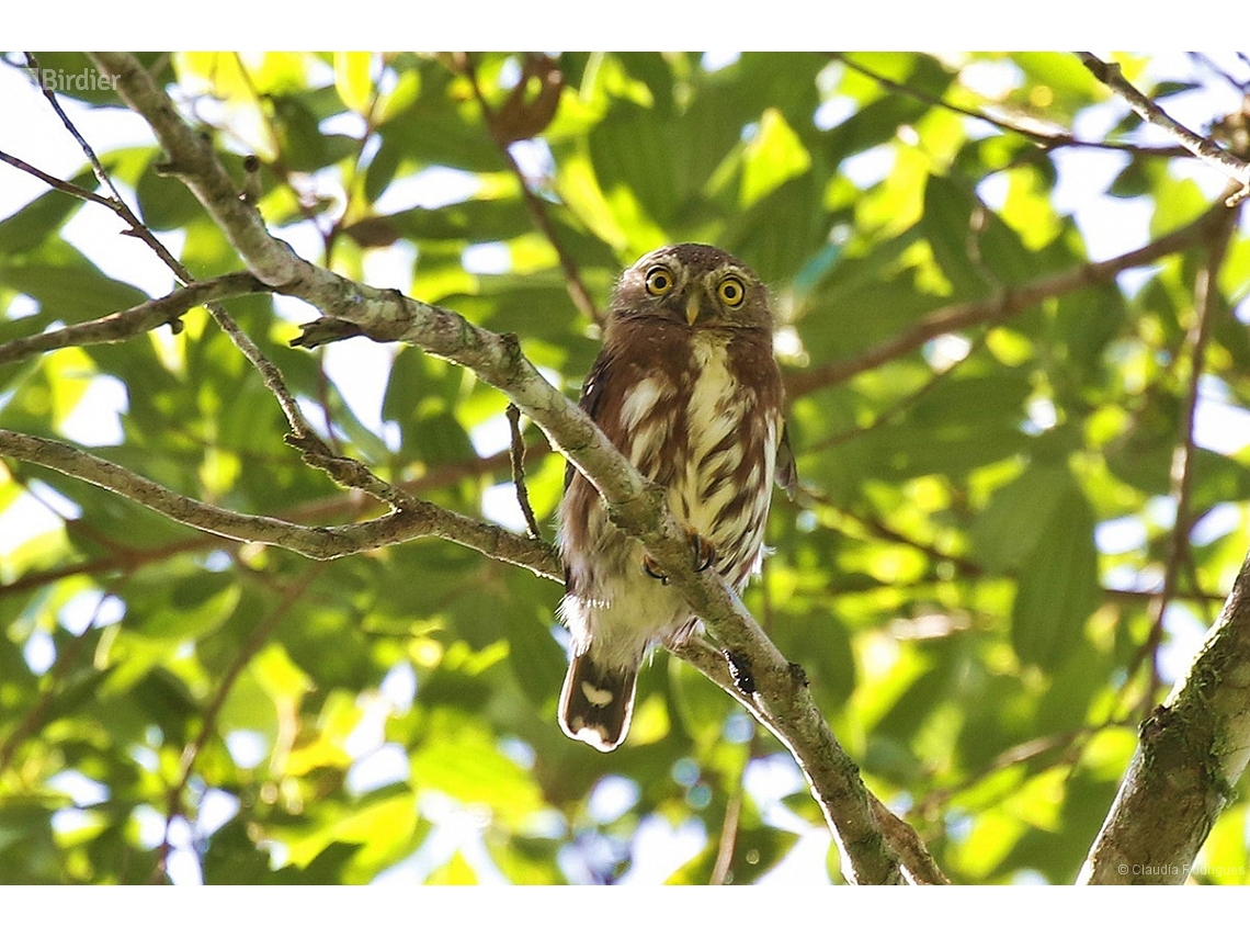 Glaucidium minutissimum