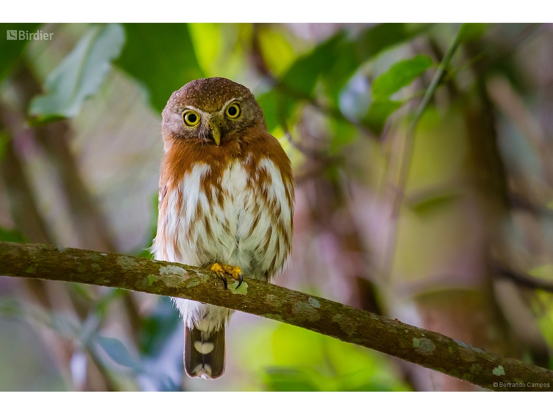Glaucidium minutissimum