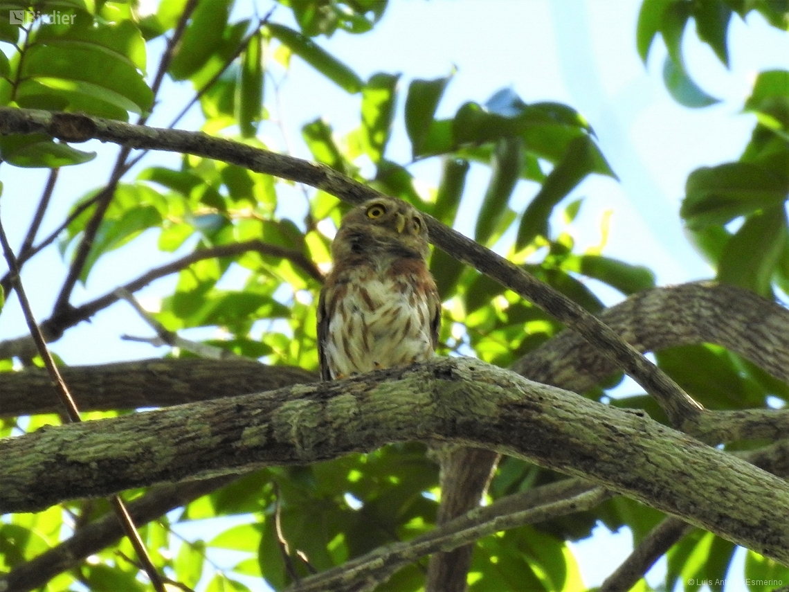 Glaucidium minutissimum
