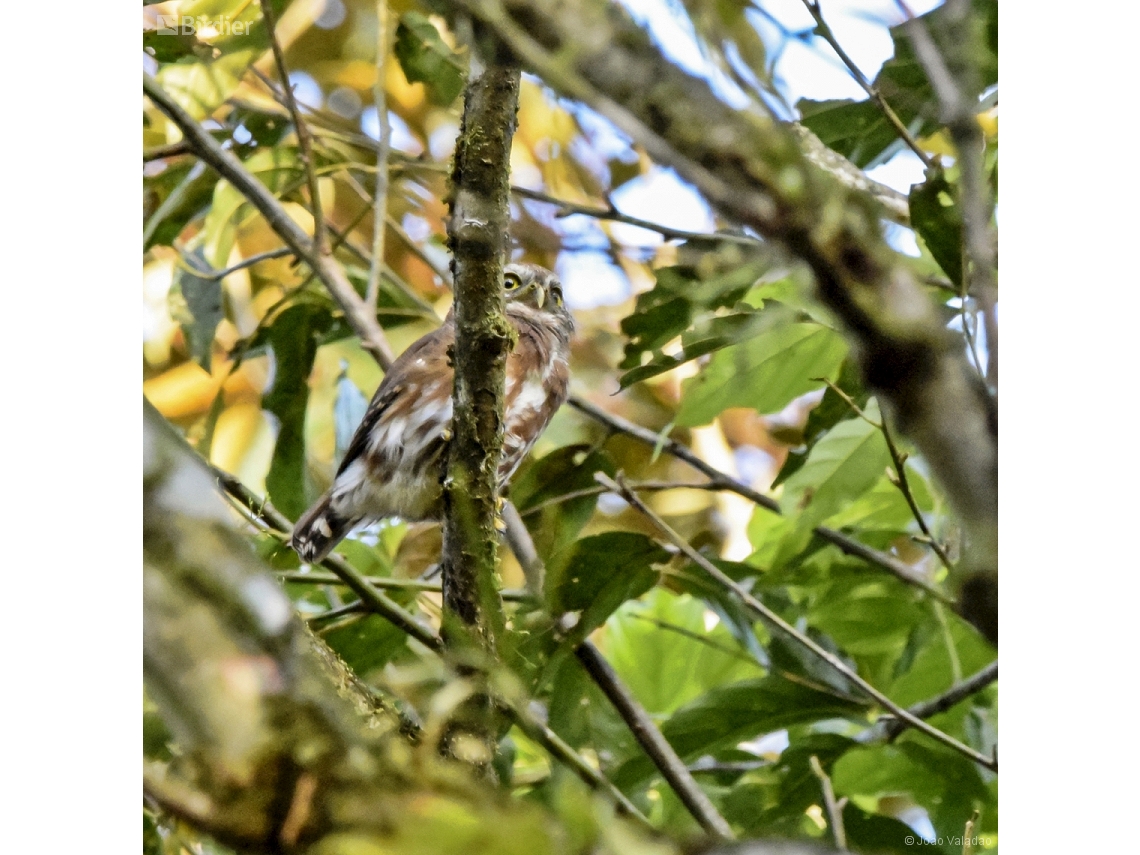 Glaucidium minutissimum