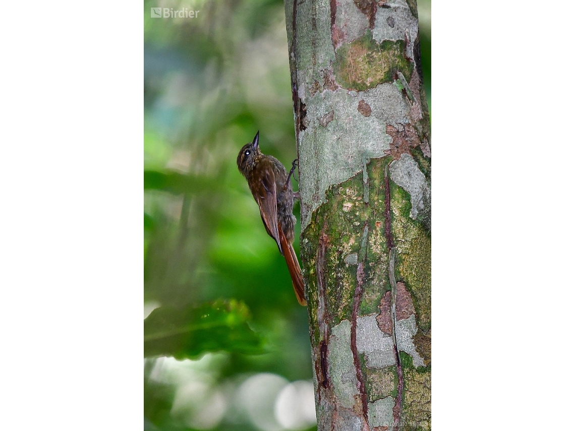 Glyphorynchus spirurus