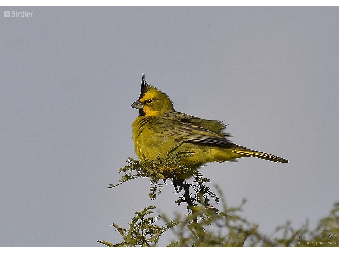 Gubernatrix cristata