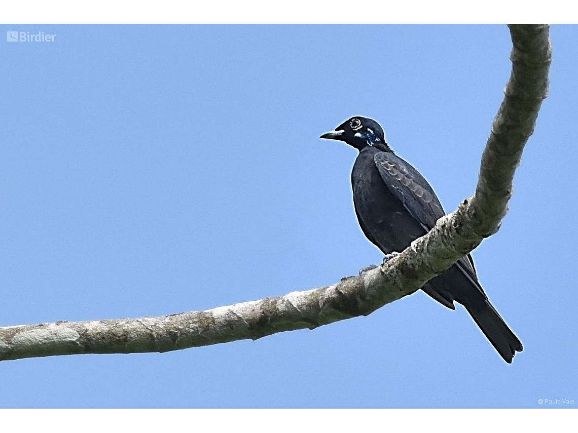 Gymnoderus foetidus