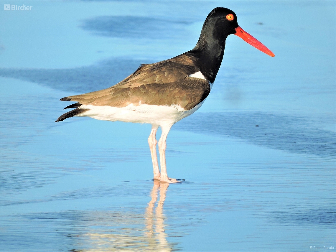 Haematopus palliatus