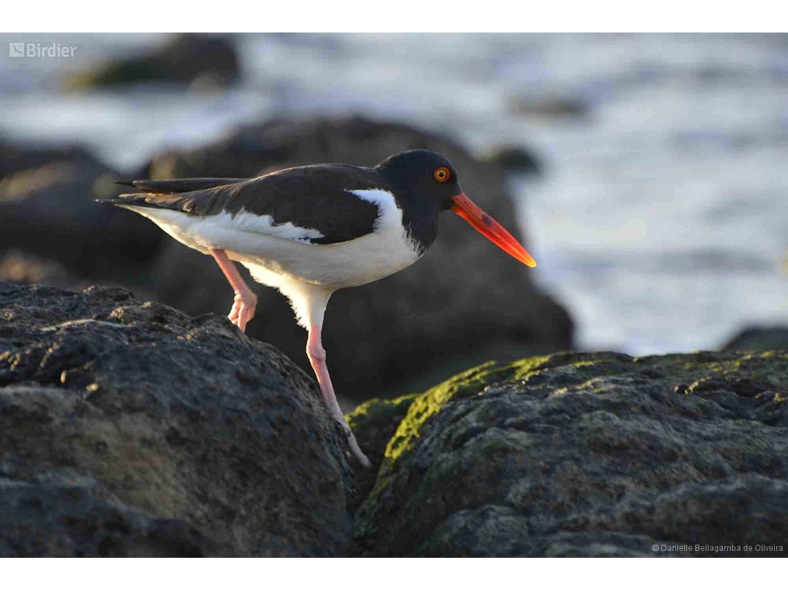 Haematopus palliatus