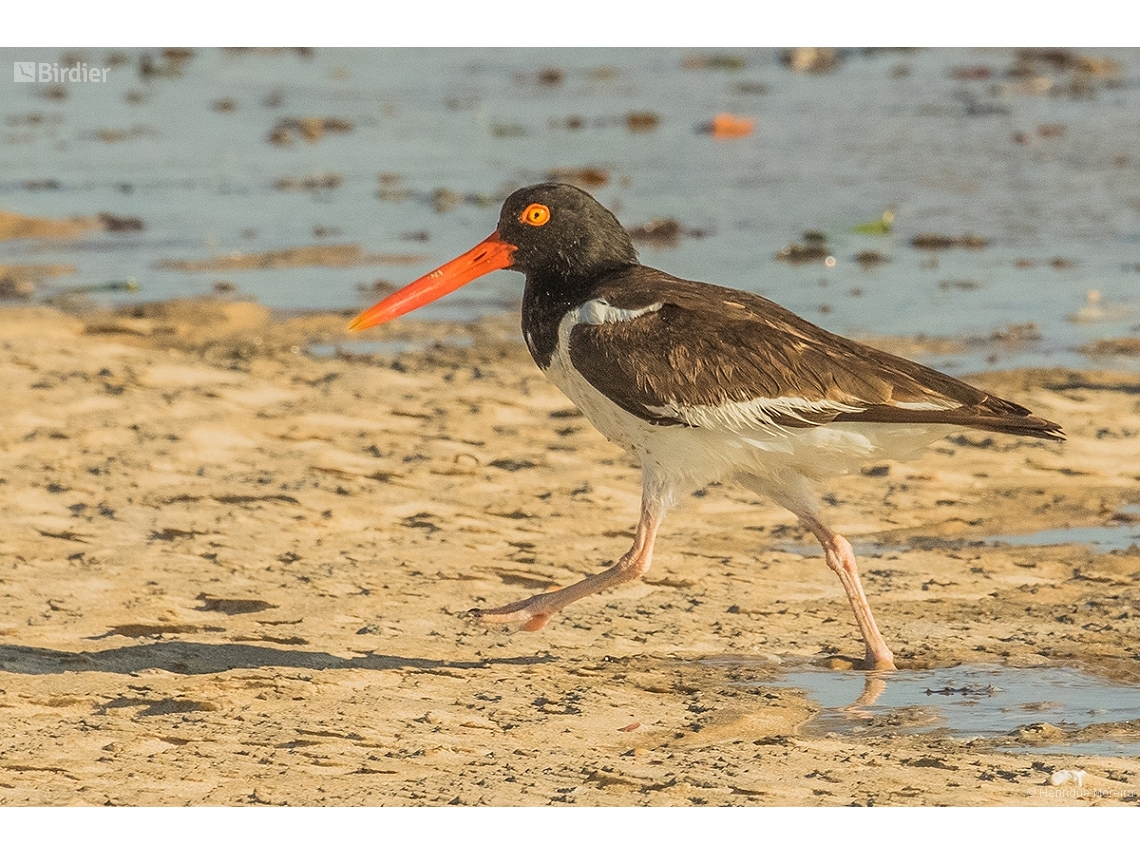 Haematopus palliatus